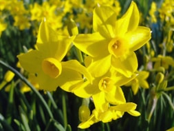 Keukenhof (8)